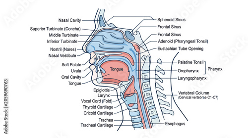 Foto Human Brain Anatomy Medical Diagram.