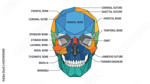 Quadro em tela Human Skull Anatomy Detailed Diagram.