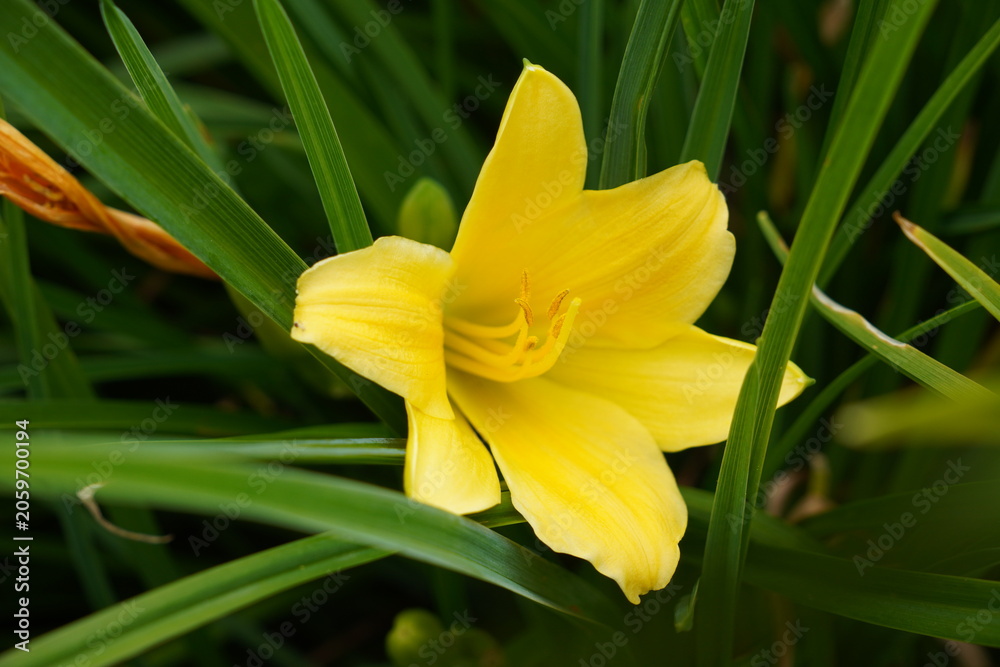 Fototapeta premium bright yellow lily flower surrounded by green foliage in garden. summer blooms