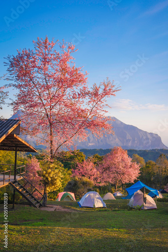 Doi Luang Chiang Dao Mountain and Cherry Blossom with Campsite Moning Sunrise, Chiang Mai Thailand