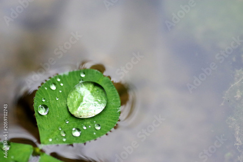 rosée sur feuille de trèfle qui flotte 