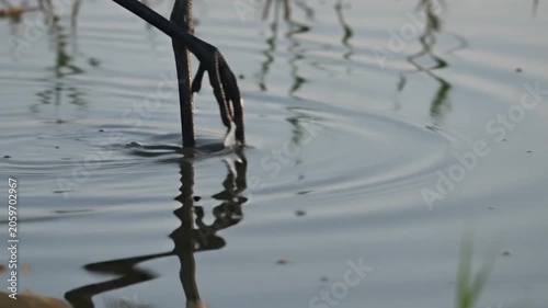 White crane standing beside still reflective water.