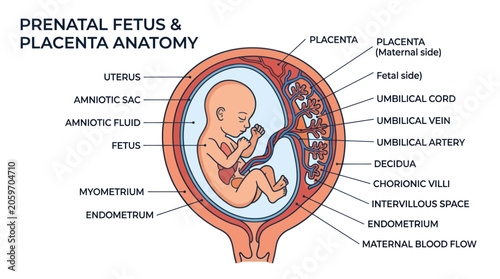 Fotografie Human fetus inside womb anatomy.