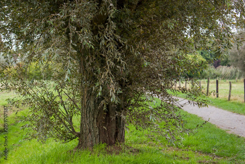 Salix caprea - willow grove