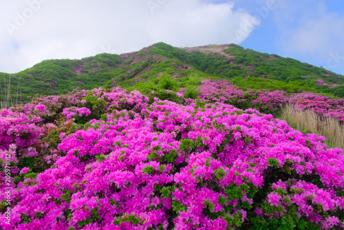 Canvastavla 熊本県の阿蘇山、ミヤマキリシマ咲く烏帽子岳