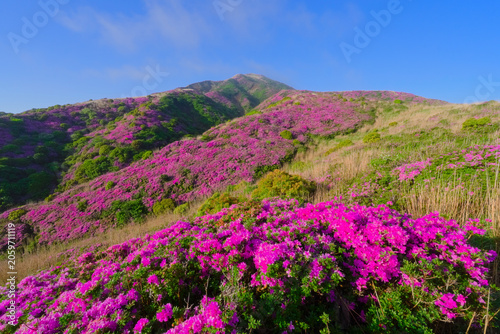 Bild auf Leinwand 熊本県の阿蘇山、ミヤマキリシマ咲く烏帽子岳