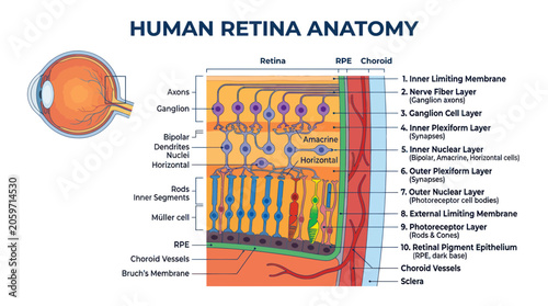 Foto Human retina anatomy diagram showing detailed eye layers