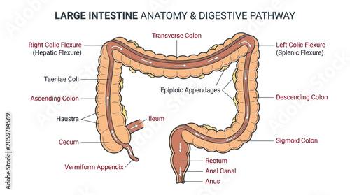 Foto Human large intestine anatomy and digestive pathway diagram