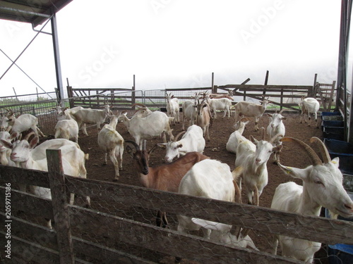 Obraz na plátně Herd of white and brown goats in wooden pen on dairy farm, livestock animals in