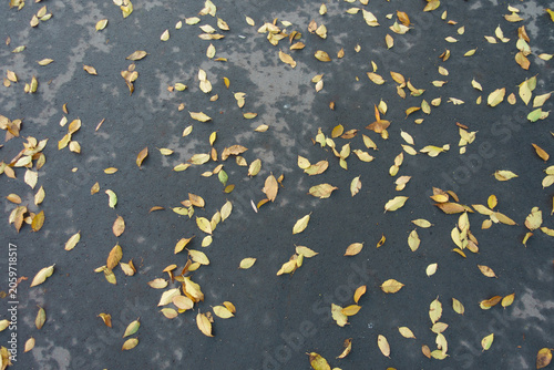 Schilderij op canvas Yellow fallen leaves of elm tree on asphalt in mid November