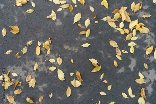 Tableau sur toile Yellow fallen leaves of elm tree on asphalt in mid November