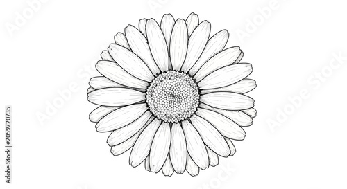 A detailed line drawing of a flower.
