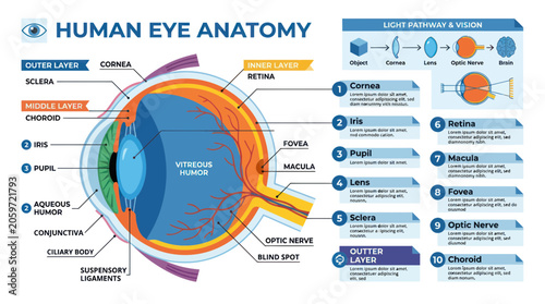 Foto Medical infographic of human eye anatomy with layers and light pathway