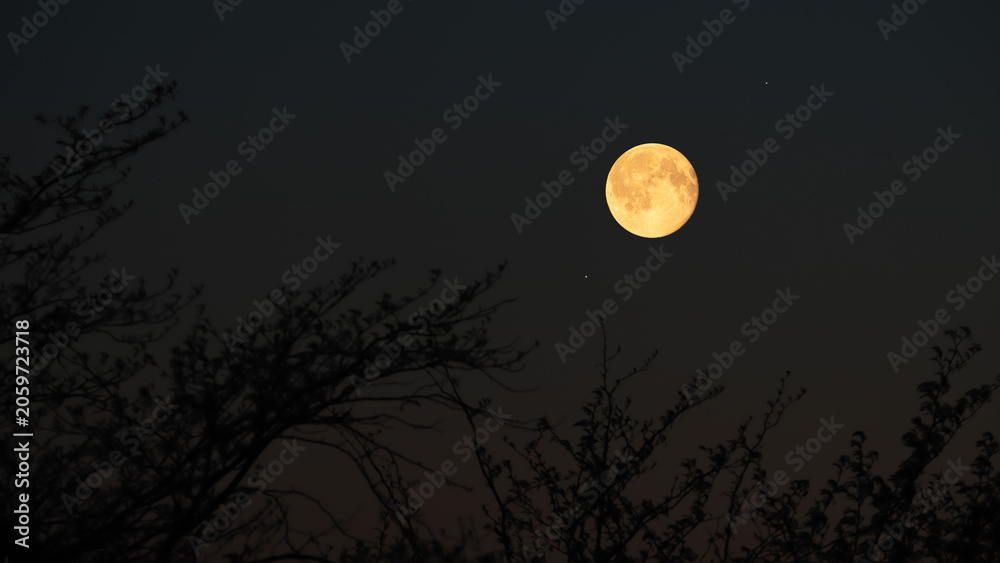 Fototapeta premium Full Moon on a twilight sky with tree silhouettes.