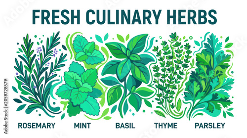 Schilderij op canvas Fresh culinary herbs set with rosemary mint basil thyme and parsley