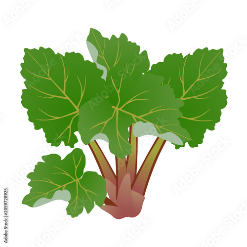 Rhubarb bush with green leaves on a white background..eps