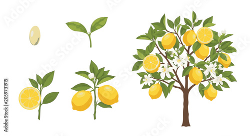 Growth stages of a lemon tree from seed to mature fruiting plant with white blossoms and yellow citrus fruits, including cross-sections and foliage, isolated on white background.