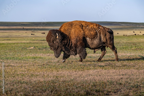 Photos American Bison Grazing in Badlands National Park, South Dakota