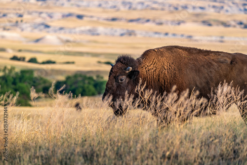 American Bison Grazing in Badlands National Park, South Dakota