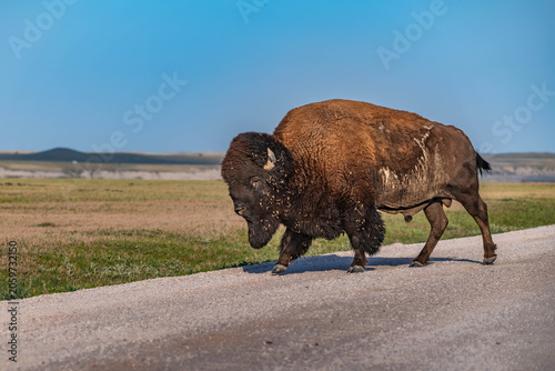 American Bison Grazing in Badlands National Park, South Dakota