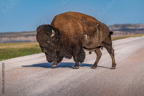 American Bison Grazing in Badlands National Park, South Dakota