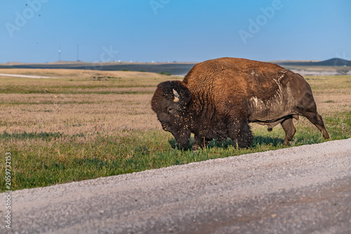 American Bison Grazing in Badlands National Park, South Dakota