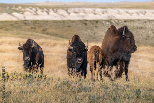 American Bison Grazing in Badlands National Park, South Dakota