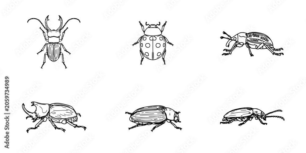 Fototapeta premium Beetle Engravings Black and White Line Art Showing Multiple Insect Species on a White Background Featuring Bug, Coleoptera, Entomology with Engraving