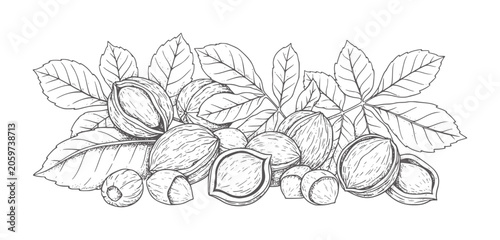 Black and white of walnuts and leaves
