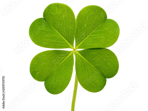 Tableau sur toile Four-leaf clover isolated on transparent background, a symbol of good luck and r