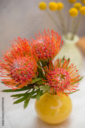 Bilde på lerret Red pincushion flowers in yellow vase arrangement