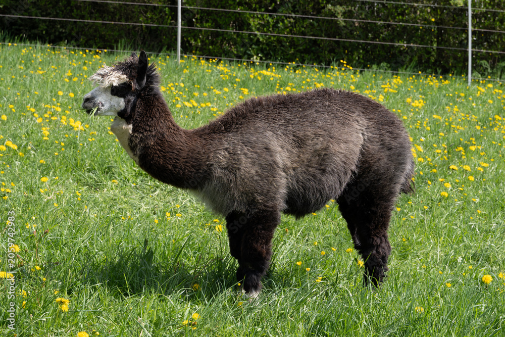 Obraz premium alpaka tier natur lama