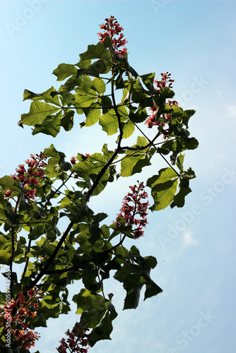 Sky and branch of horse chestnut