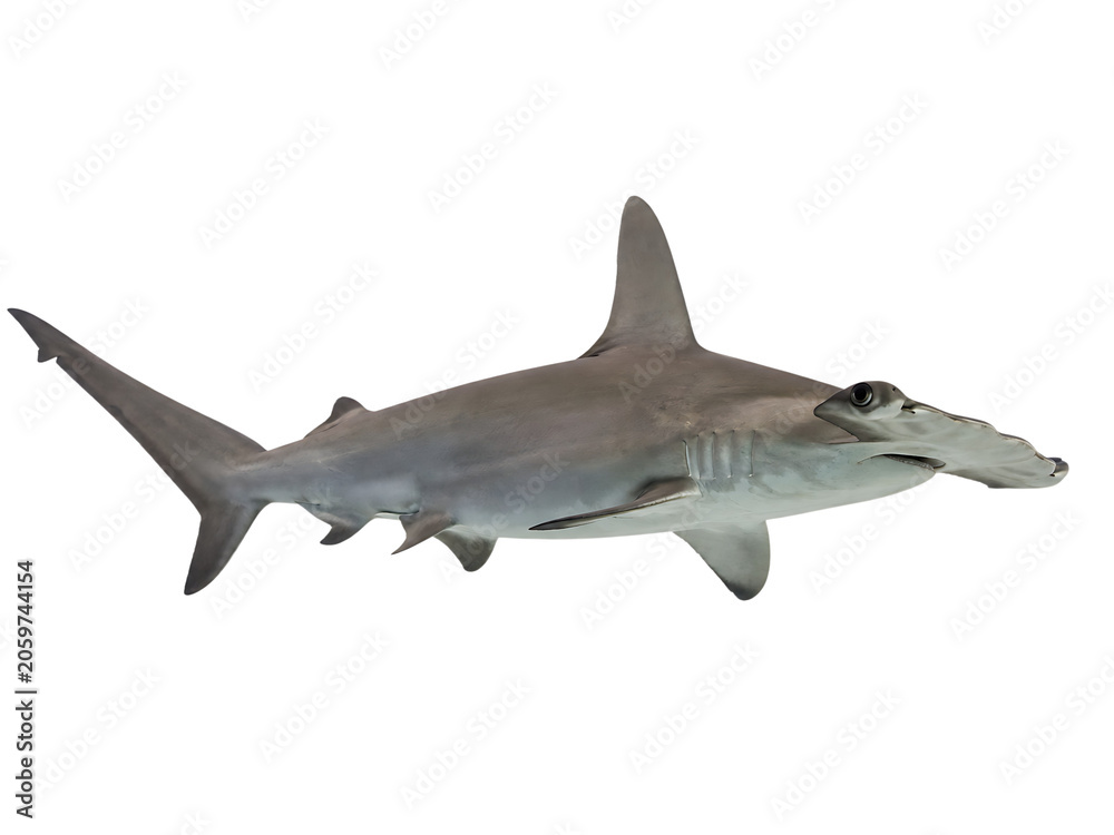 Obraz premium Hammerhead shark isolated on transparent background, marine life illustration