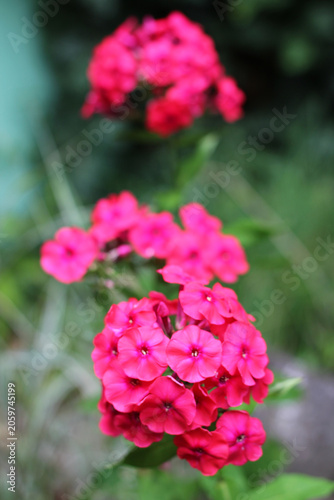 Blooming purple garden phlox flowers
