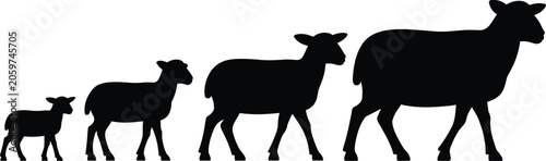 Sheep Silhouette Collection Featuring Lamb Growth Stages, Farm Animal Profiles, Livestock Development, and Vector Illustration Set
