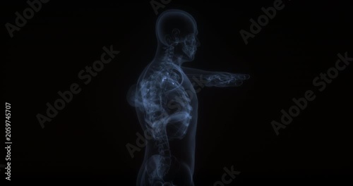 Triceps brachii in human body. X Ray. Loop