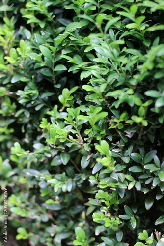 Background with green leaves of common box