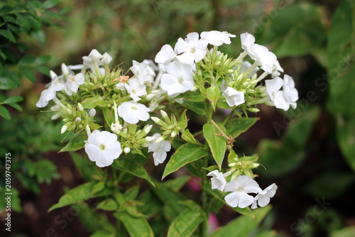 Closeup photo of blooming white phlox