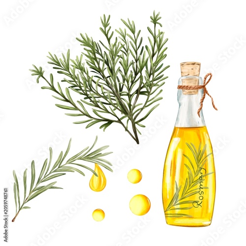 Rosemary Collection with essential oil bottle, Rosemary plant, sprig and oil Drops, watercolor botanical Illustration . Good for Natural skincare Branding , aromatherapy , Cosmetic packaging , Labels