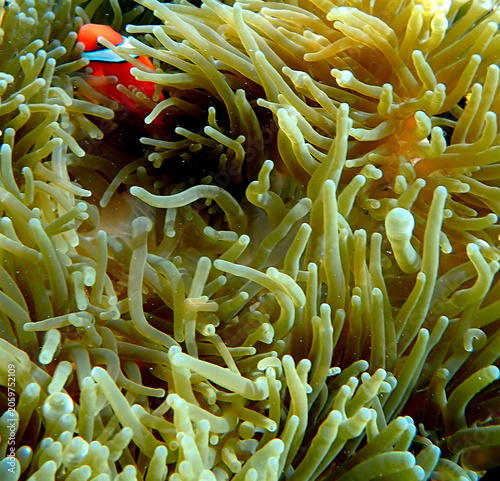 Obraz na płótnie Philippines