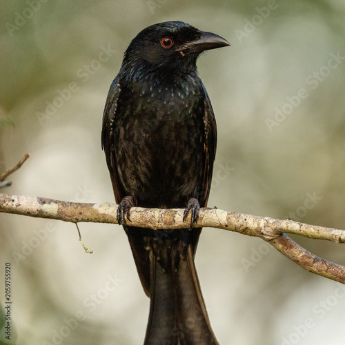 Close up portrait of black drongo bird perched on a branch