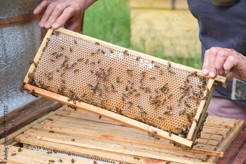 Bilde på lerret Hands gently lift a honeycomb frame covered in bees