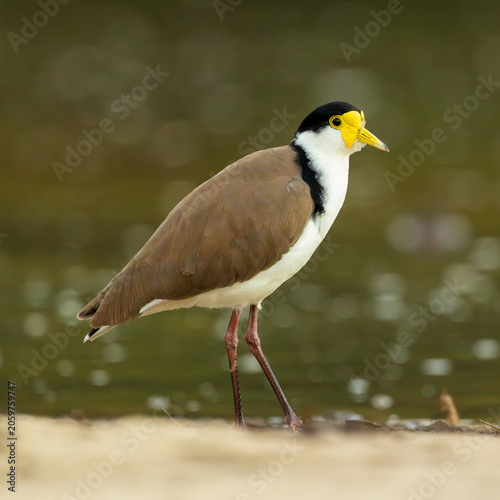 Fotografía Adult masked lapwing shorebird with distinct yellow wattle standing by water edg