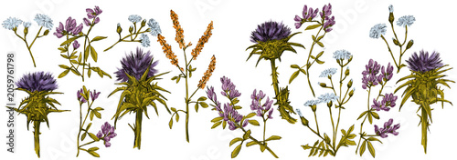 Fotografie Pack de elementos florales, flores silvestres, cardos, flores de campo, margaritas