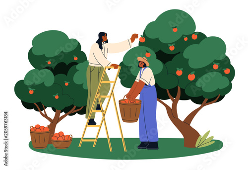 Farmers couple picking apples from fruit trees in orchard. Women collecting h...