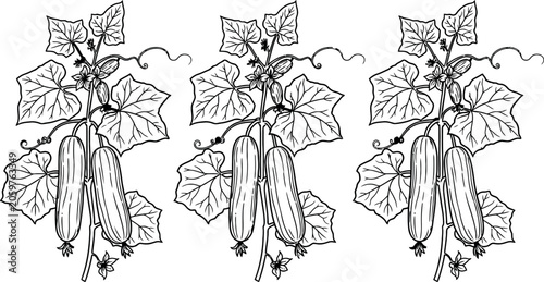 Botanical illustration of cucumber plants with leaves and blossoms line art isolated on white