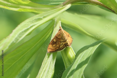 Obraz na płótnie Anania verbascalis (golden pearl) moth