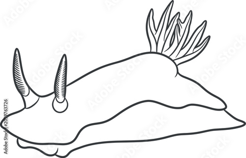 Nudibranch sea slug line art illustration