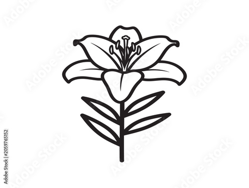 Lily Flower Line Art Illustration